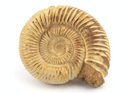 amonit perisphinctes madagaskar 36