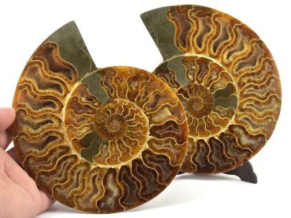 amonit lesteny cleoniceras 3