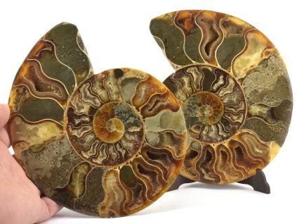 amonit lesteny cleoniceras 9