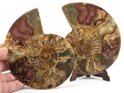 amonit lesteny cleoniceras 25