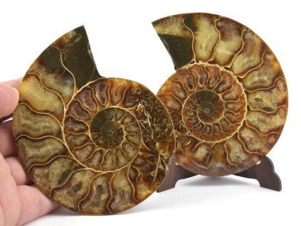amonit lesteny cleoniceras 27