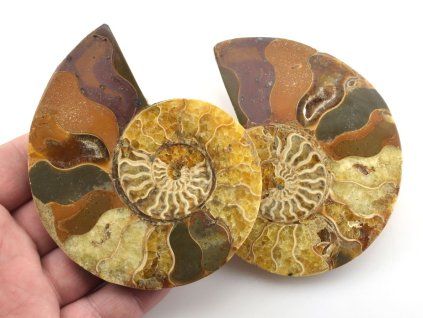 amonit lesteny cleoniceras 29