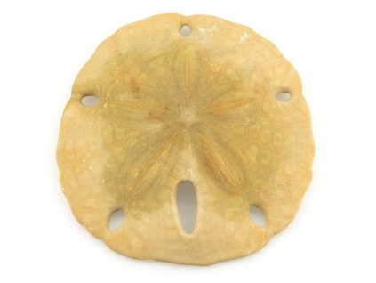 Sand dollar - ježovka (5)