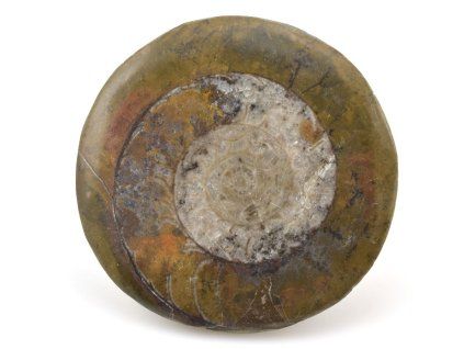goniatit placicka 1