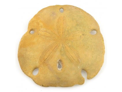 Sand dollar - ježovka (10)