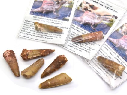 Pravé fosilní zuby spinosaura 3-4 cm, dinosaurus ze svrchní křídy Kem-Kem.