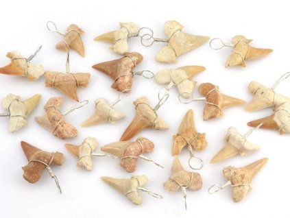 privesek zraloci zub zkamenely otodus obliquus