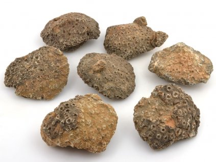Zkameněliny korálů z devonu, Maroko, velikost 4–6 cm.