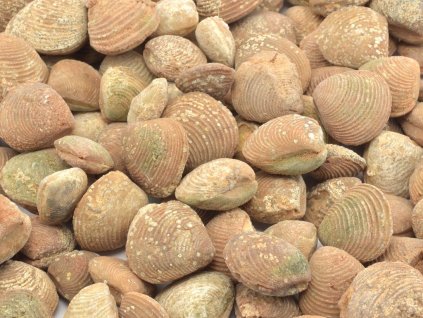 Zkamenělé lastury mlžů Laevastarte sp. z oligocénu, původ Maroko, Sahara.
