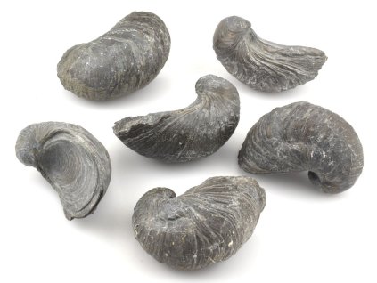 gryphaea arcuata fosilni ustrice