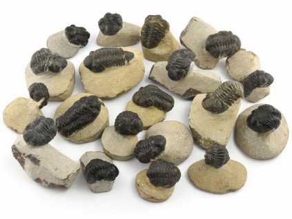 Praví fosilní trilobiti Reedops a Phacops z devonu, nález Anti-Atlas Maroko.