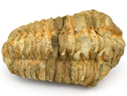 trilobit flexicalymene 35