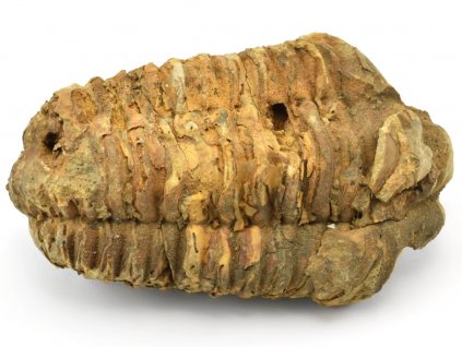 trilobit flexicalymene 37