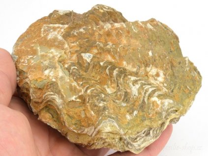 Fosilní ústřice Nicaisolopha nicasei (7)