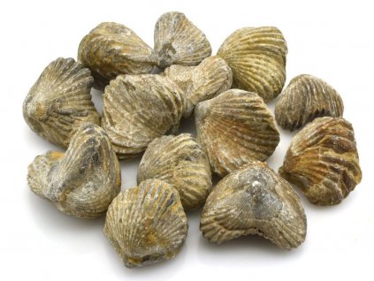 Zkamenělí ramenonožci Rhynchonella z křídy, fosilie z Boujdouru, Sahara.