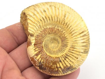 amonit perisphinctes 36a