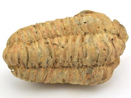 trilobit flexi 41