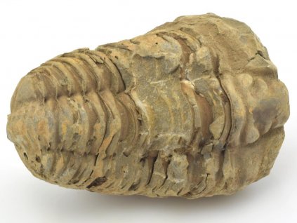 trilobit flexi 44