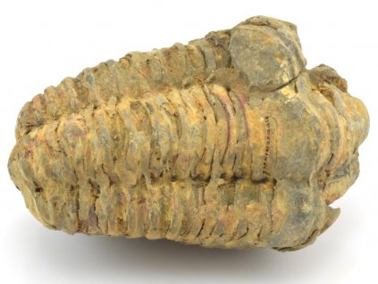 trilobit flexi 54a