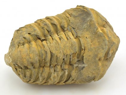 trilobit flexi 61a