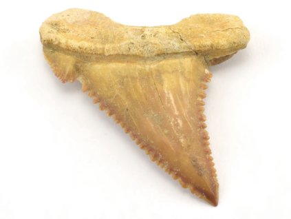 Palaeocarcharodon 8
