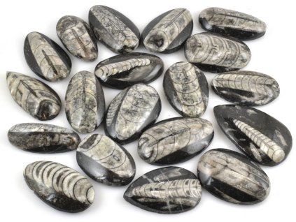 Orthoceras placičky 4–6 cm fosilie.