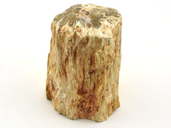 zkamenele drevo 43