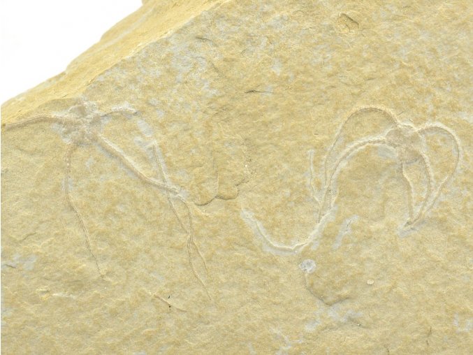 hvezdice Ophiopetra lithographica 8