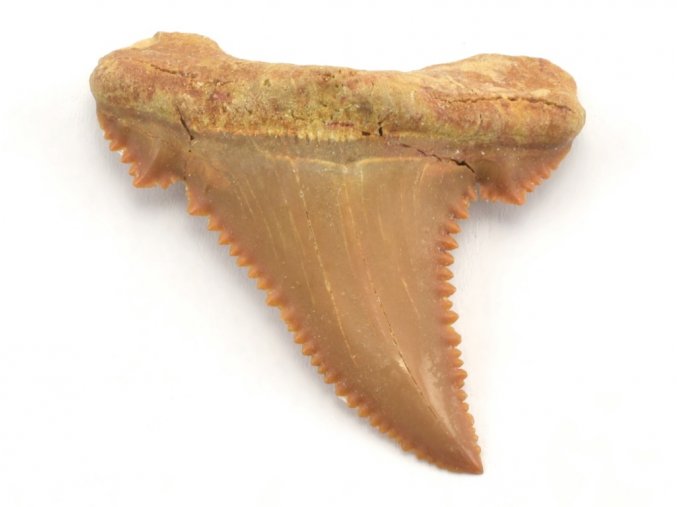 Palaeocarcharodon 23