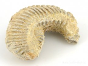 Fosilní ústřice - Alectryonia sp. (16)