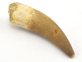 plesiosaurus zub 44