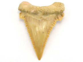 Palaeocarcharodon 15
