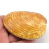 musle madagaskar 3b