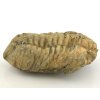 trilobit flexicalymene 26a