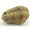 trilobit flexicalymene 26