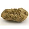 trilobit flexicalymene 32a