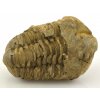 trilobit flexicalymene 32
