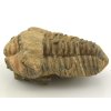 trilobit flexicalymene 33a