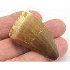 mosasaurus zub 13