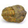 trilobit flexi 10
