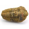 trilobit flexi 30
