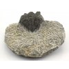 trilobit z maroka 30b