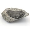 trilobit z maroka 31c