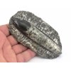 orthoceras deska mala 38