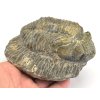 Velký zkamenělý trilobit Drotops megalomanicus, fosilie na prodej.