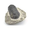 trilobit devon maroko 38a