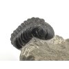 trilobit devon maroko 70c