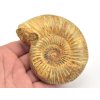 Amonit perisphinctes madagaskar 7a