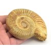 Amonit perisphinctes madagaskar 7b