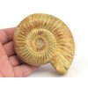 Amonit perisphinctes madagaskar 7
